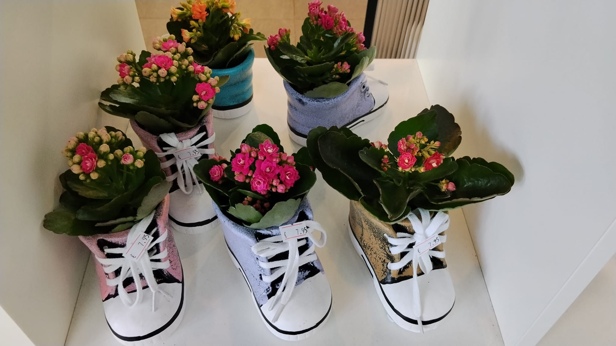 Bloeiende kalanchoes in potjes in de vorm van schoentjes